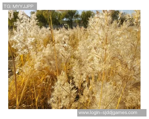 与吴芳畅聊王者荣耀的成长历程与职业生涯的点滴回忆 与吴芳畅聊王者荣耀的成长历程与职业生涯的点滴回忆